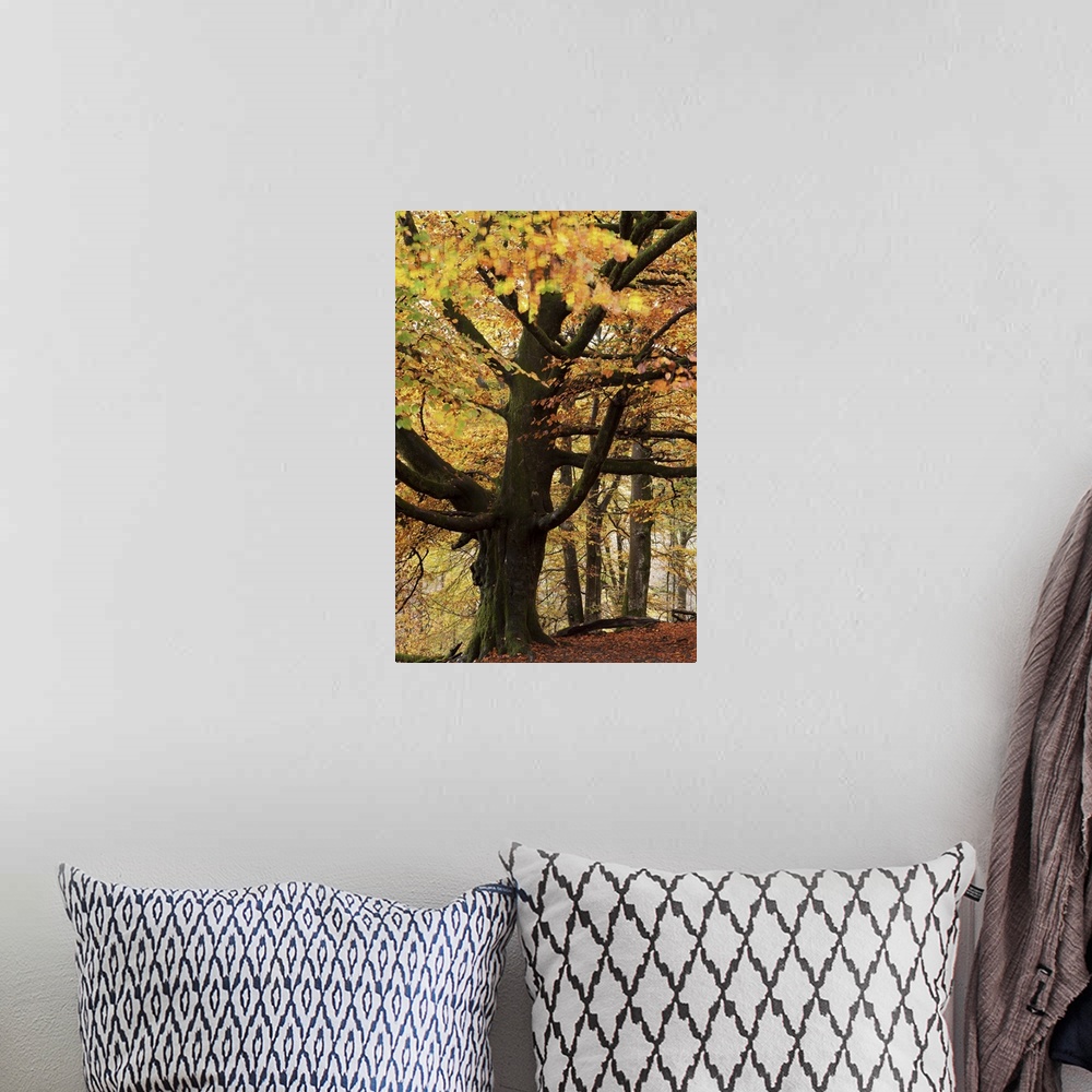 A bohemian room featuring Beech tree with autumn colours, Lake District, Cumbria, England. Autumn