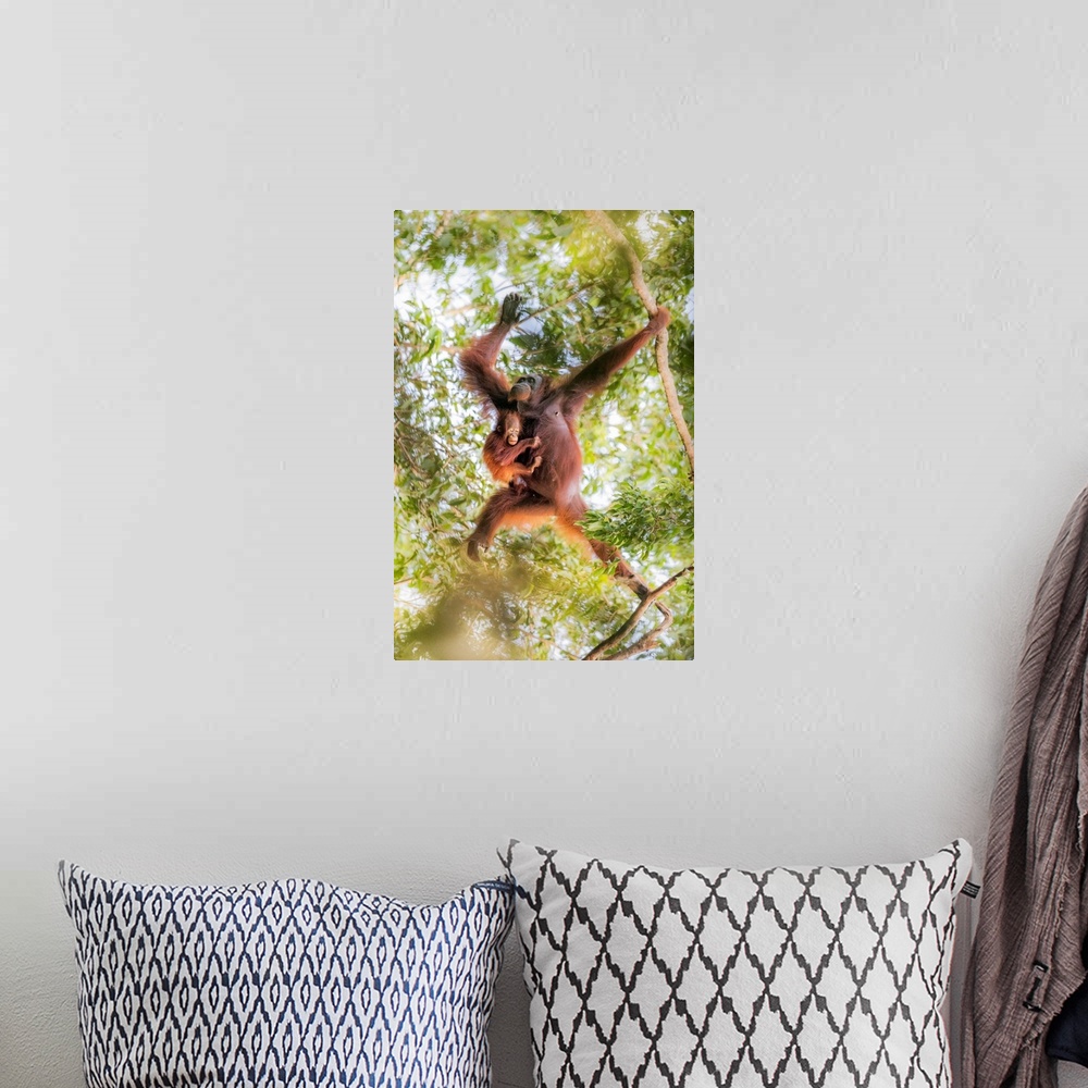 A bohemian room featuring Bornean Orangutan Mother Carrying A Baby On A Tree, Tanjung Puting National Park
