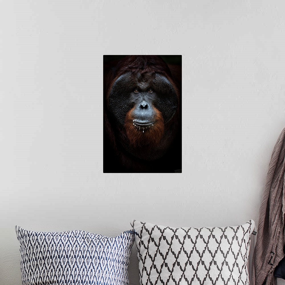A bohemian room featuring Bornean Orangutan Portrait, Tanjung Puting National Park