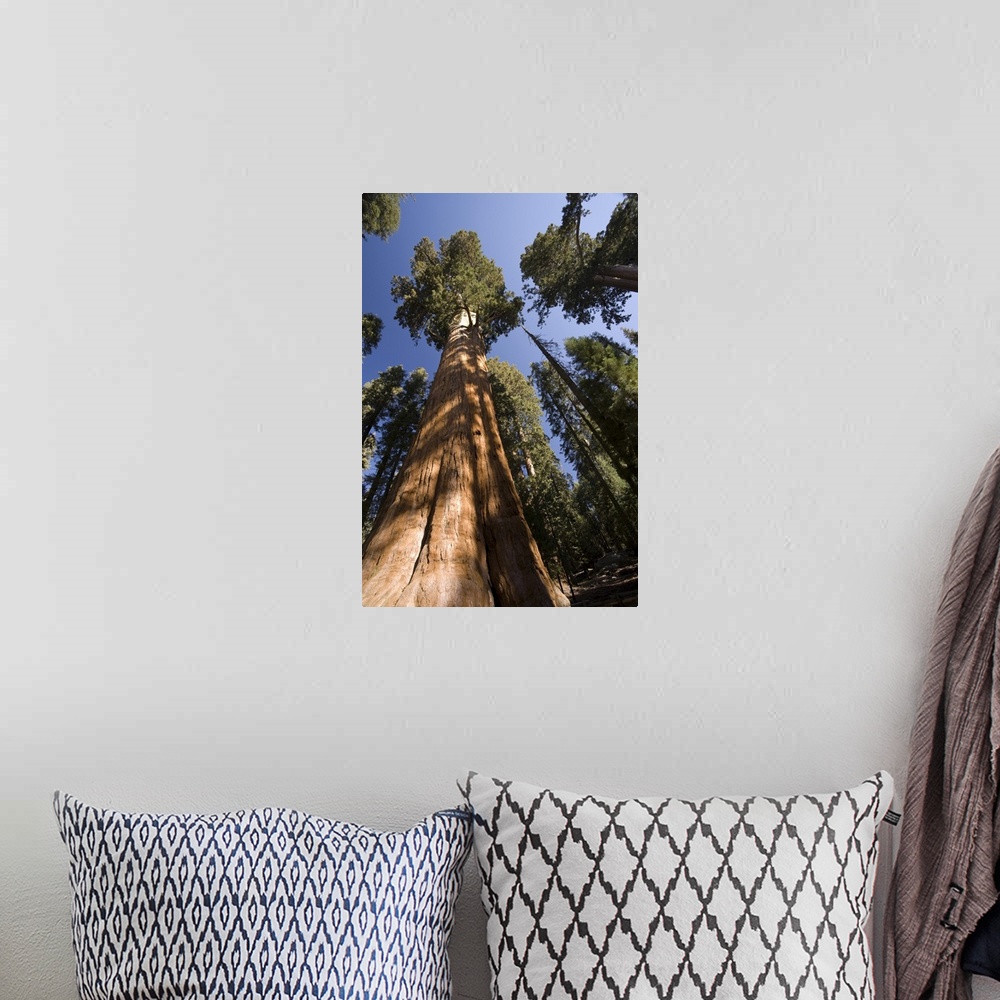 A bohemian room featuring USA, California, Sequoia National Park, General Sherman Tree (Largest tree in the world)