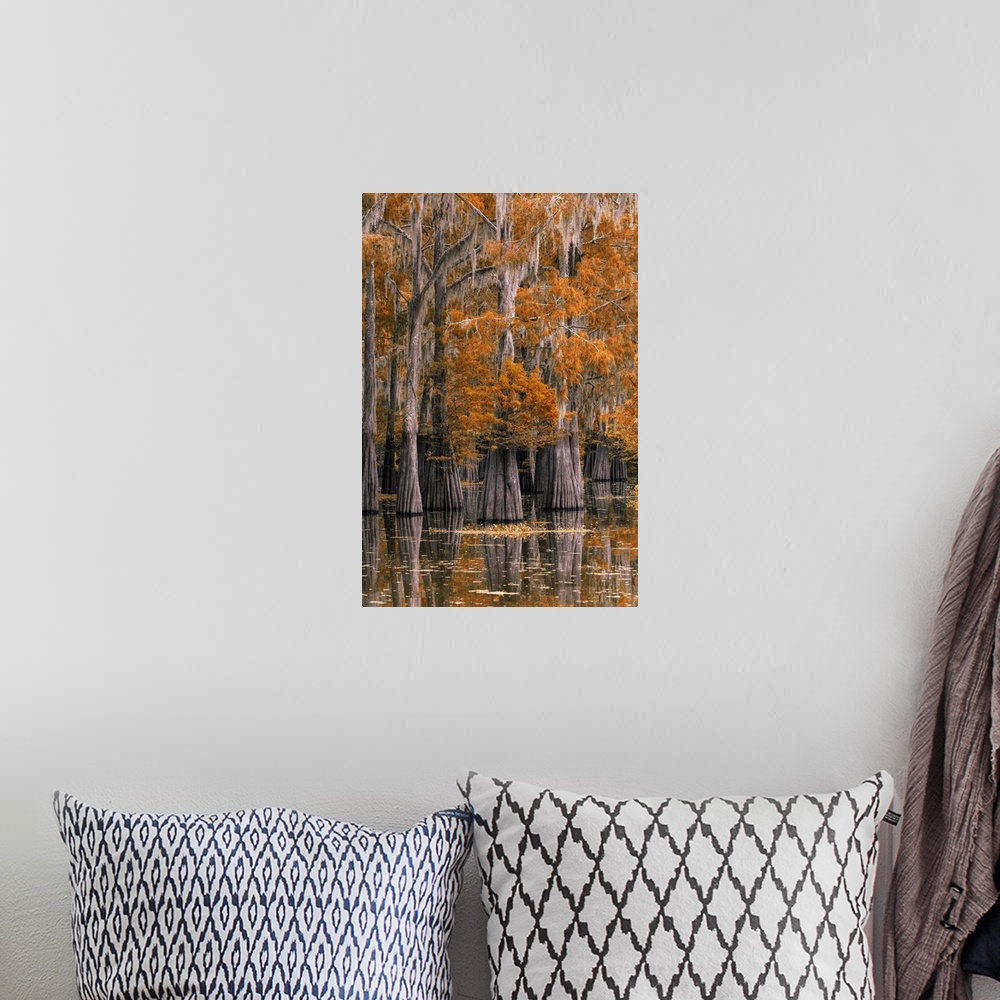 A bohemian room featuring USA, Deep South, Louisiana, St. Martin Parish, Lake Martin, Cypress tree in autumn