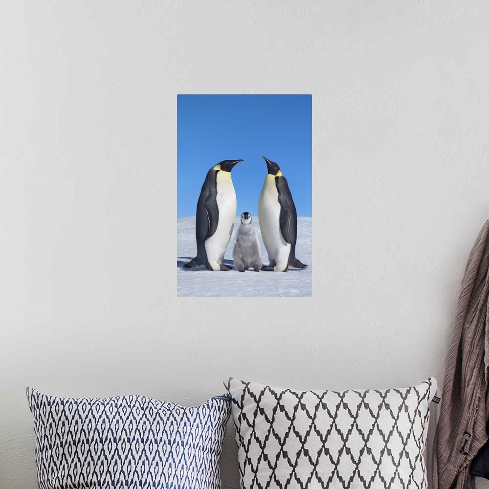 A bohemian room featuring Emperor penguin parents with chick. Antarctica, Antarctic Peninsula, Snowhill Island. Antarctica,...