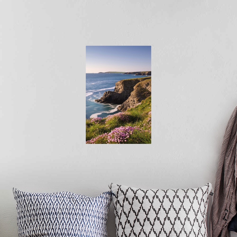 A bohemian room featuring Flowering Sea Thrift (Armeria maritima) on the Cornish clifftops near Porthcothan, with views to ...