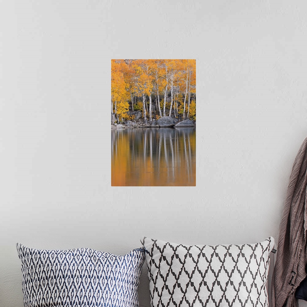 A bohemian room featuring Golden coloured fall foliage and reflections on the shores of Intake 2 lake in the Eastern Sierra...
