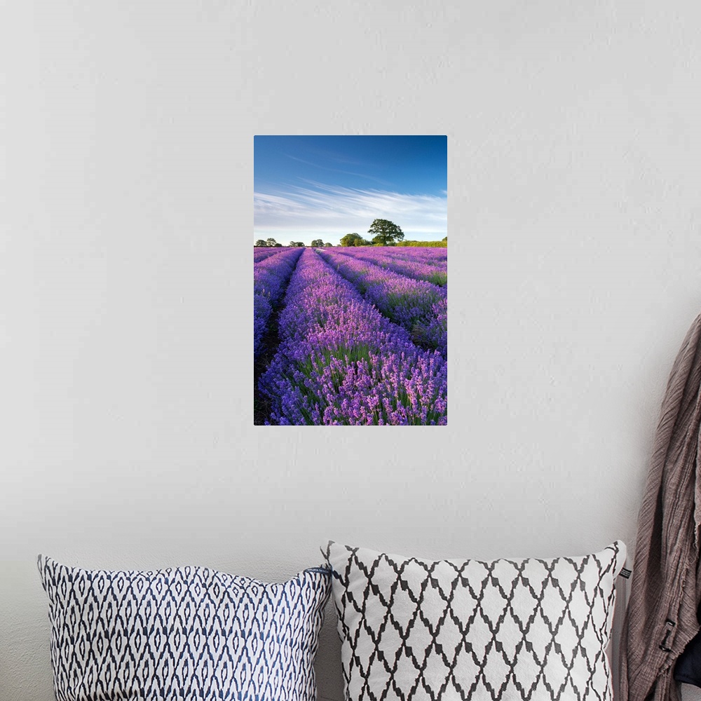 A bohemian room featuring Lavender field in flower, Faulkland, Somerset, England. Summer (July) 2014.