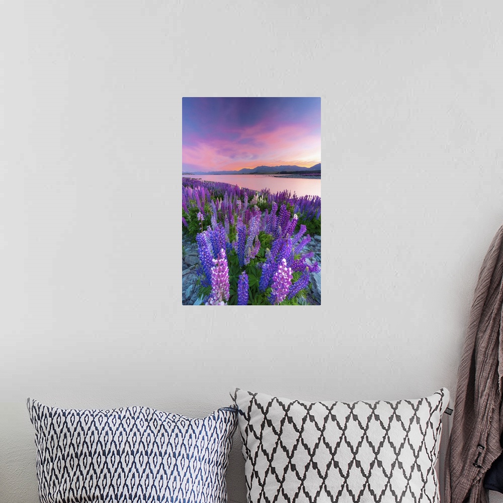 A bohemian room featuring Lupins in bloom by the lake at dawn at Tekapo, New Zealand