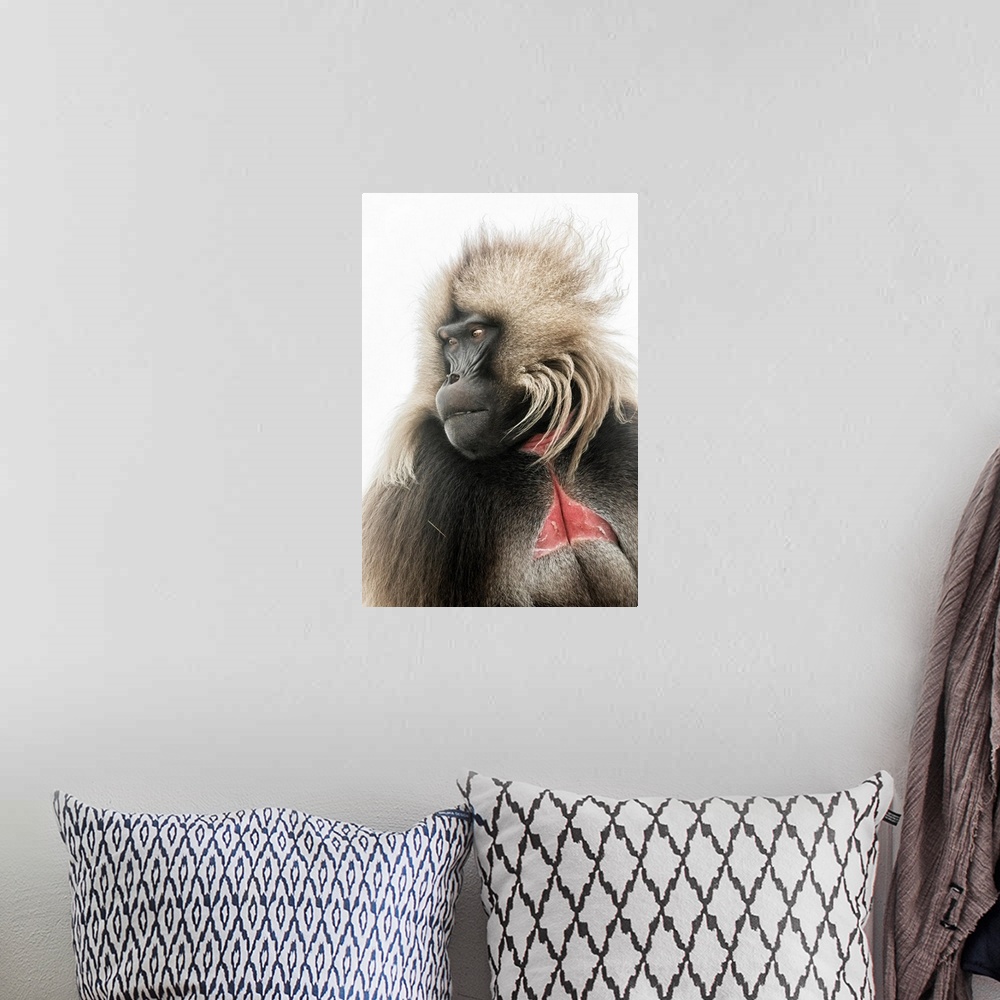 A bohemian room featuring Portrait Of Gelada Baboon In Simien Mountains National Park, Northern Ethiopia.