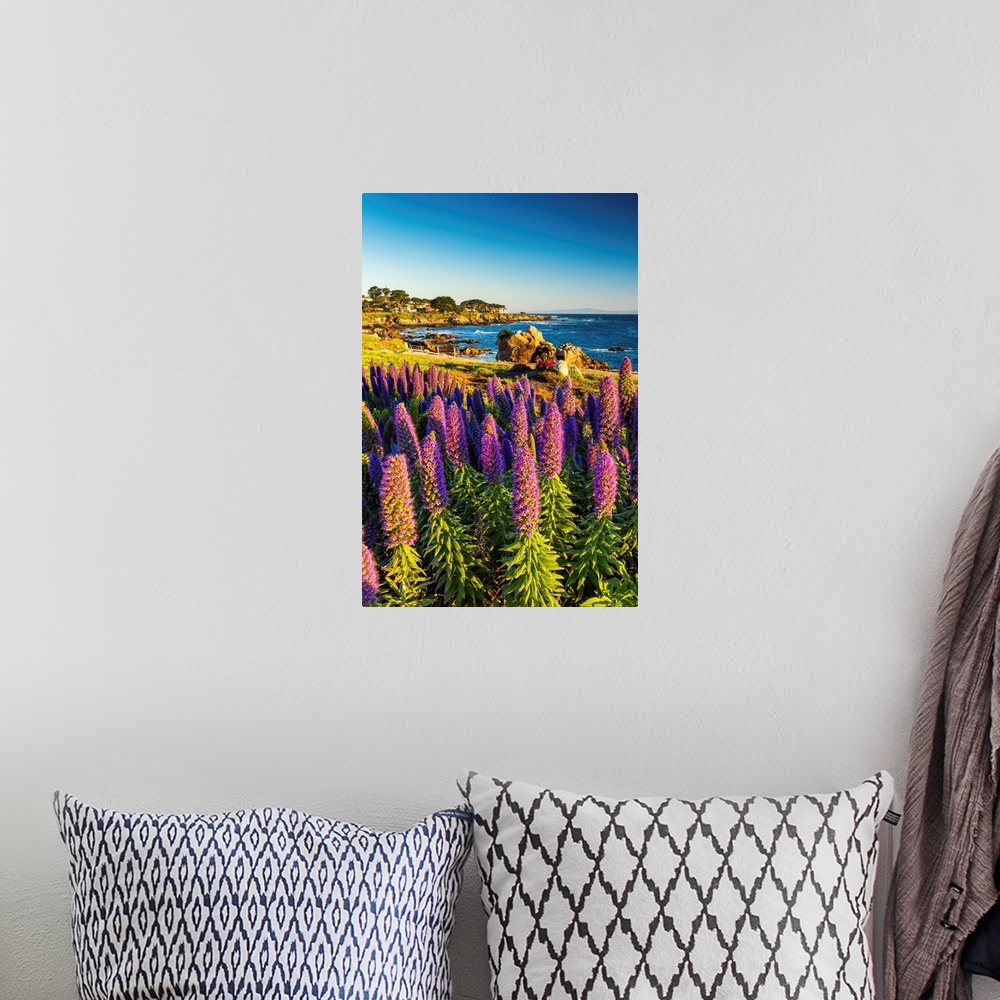 A bohemian room featuring Pride Of Madeira Flowers Along Coast, Pacific Grove, California, USA