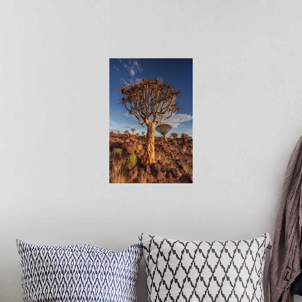 A bohemian room featuring Namibia, Quiver tree (Kokerboom) at sunset - Namibia, Karas, Keetmanshoop, Giants Playground - Namib