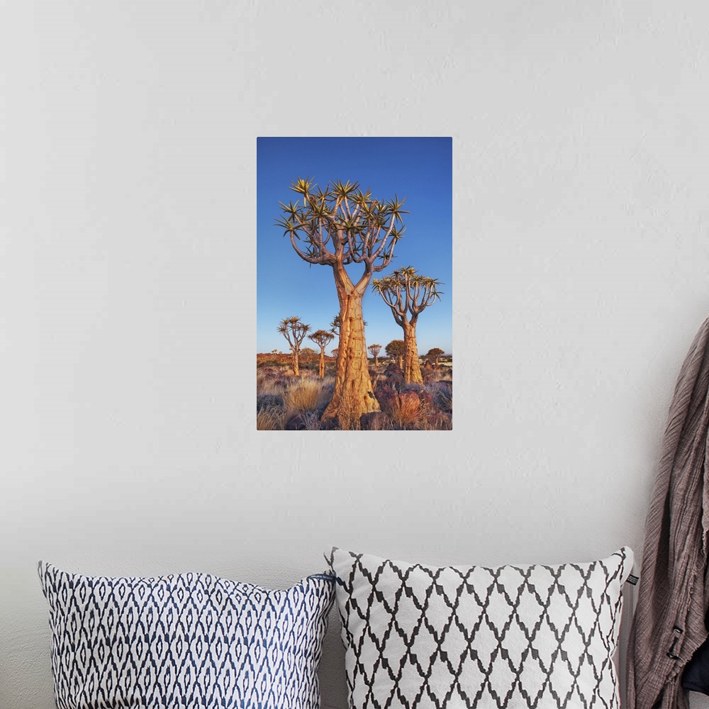 A bohemian room featuring Quiver tree (Kokerboom). Namibia, Karas, Keetmanshoop, Quivertree Forest. Namib. Africa, Namibia.