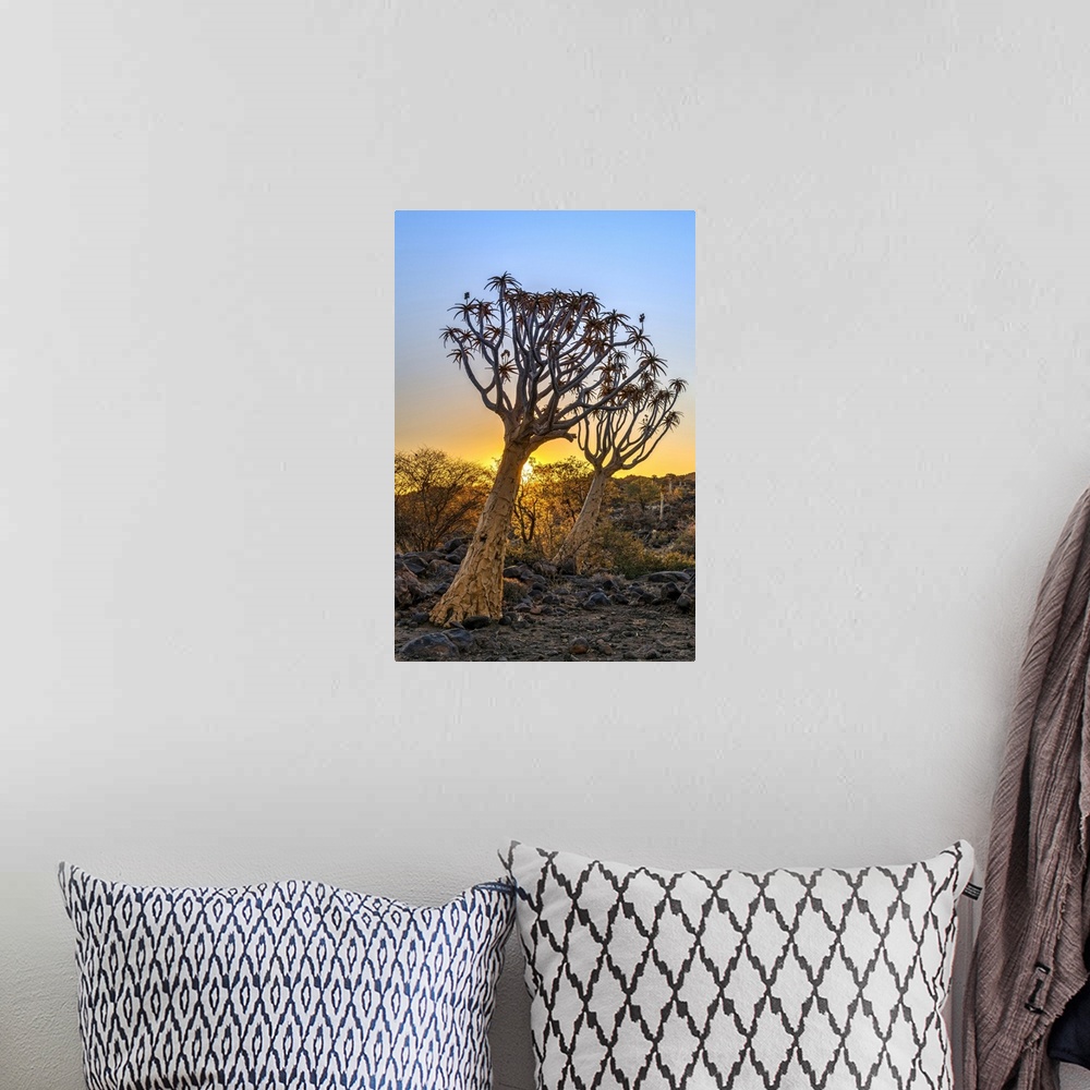 A bohemian room featuring Quiver Tree or Aloidendron dichotomum, Quiver Tree Forest, Keetmanshoop, Karas, Namibia.