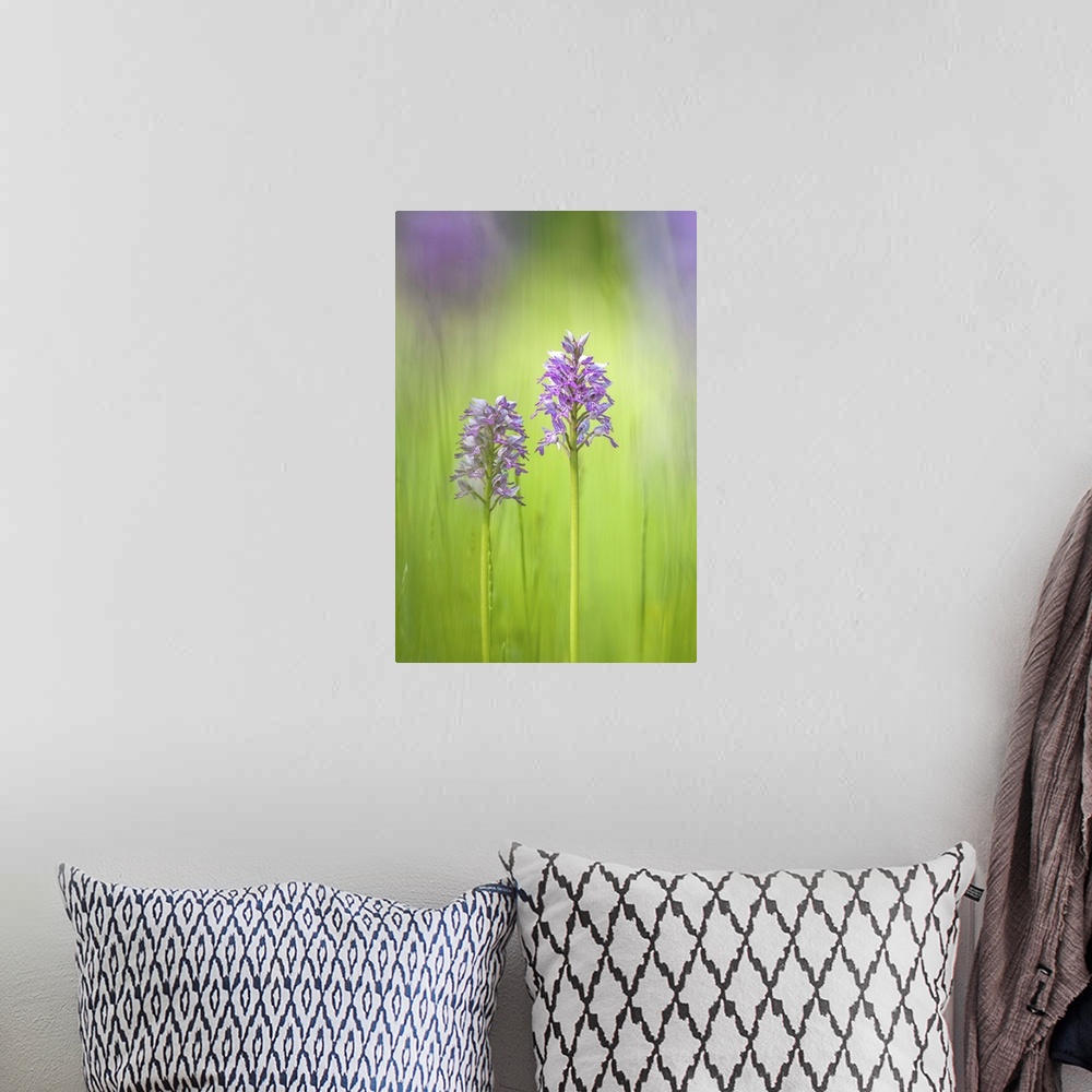 A bohemian room featuring Slovenia, Orchis militaris in the green grass
