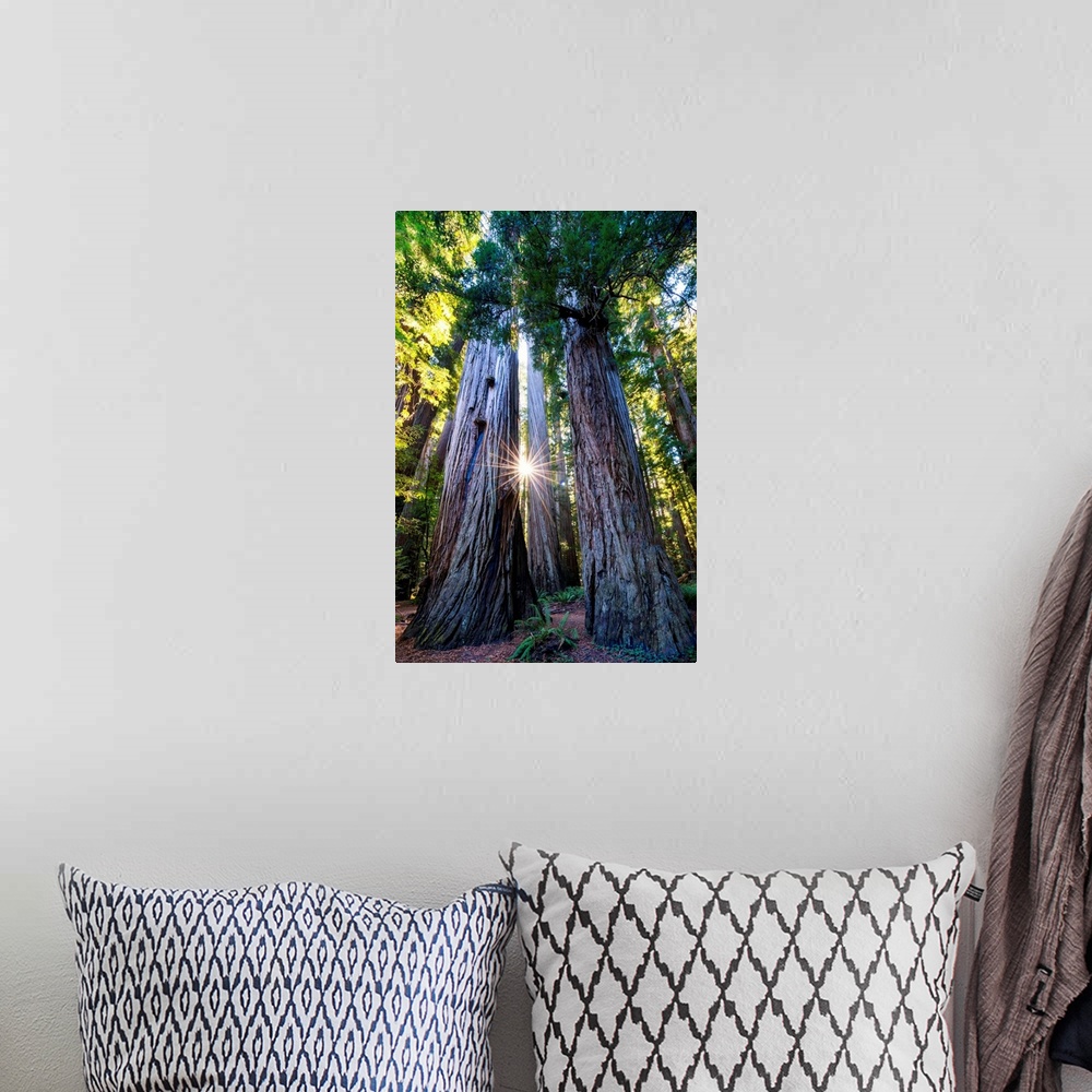 A bohemian room featuring Sunburst Through Redwood Trees, Jedediah Smith Redwood State Park, California, Usa