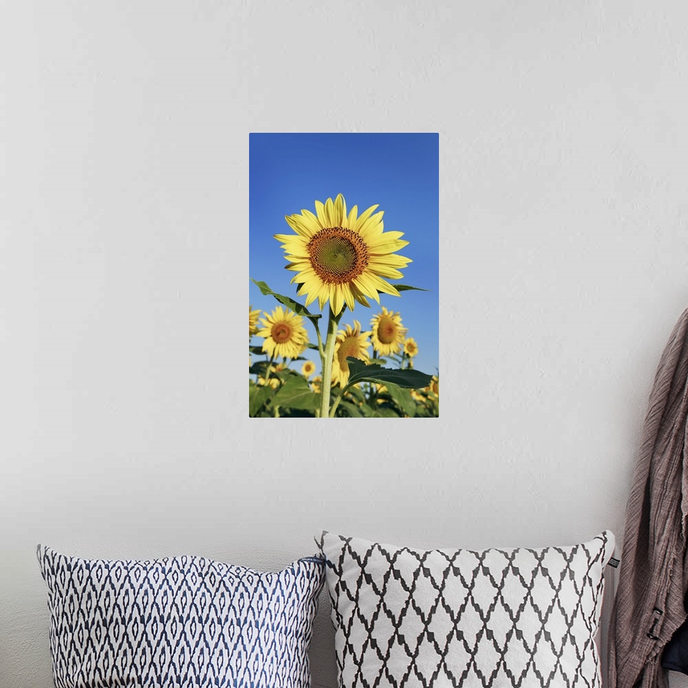 A bohemian room featuring Sunflower field. France, Provence-Alpes-Cote d'Azur, Alpes de Haute Provence, Forcalquier, Valens...