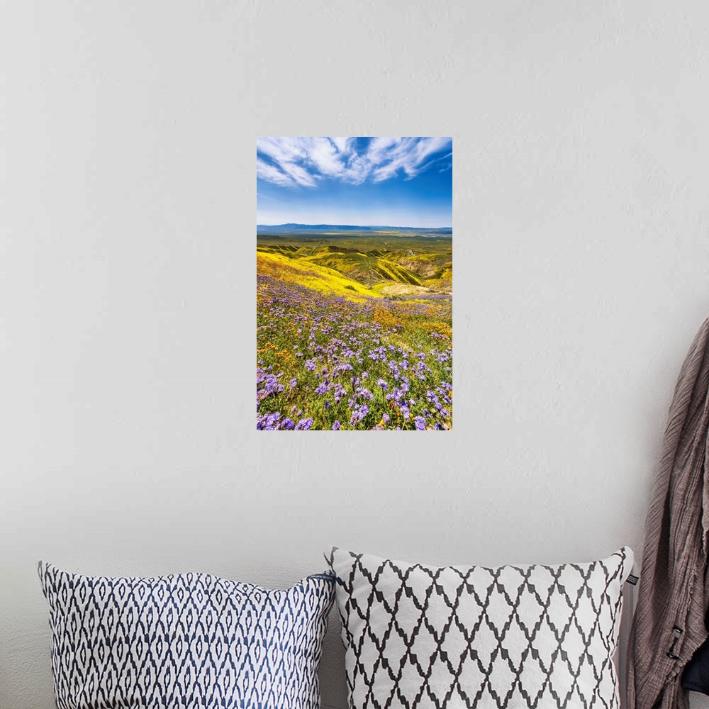 A bohemian room featuring Super Bloom Of Wildflwowers, Carrizo Plain National Monument, California, USA