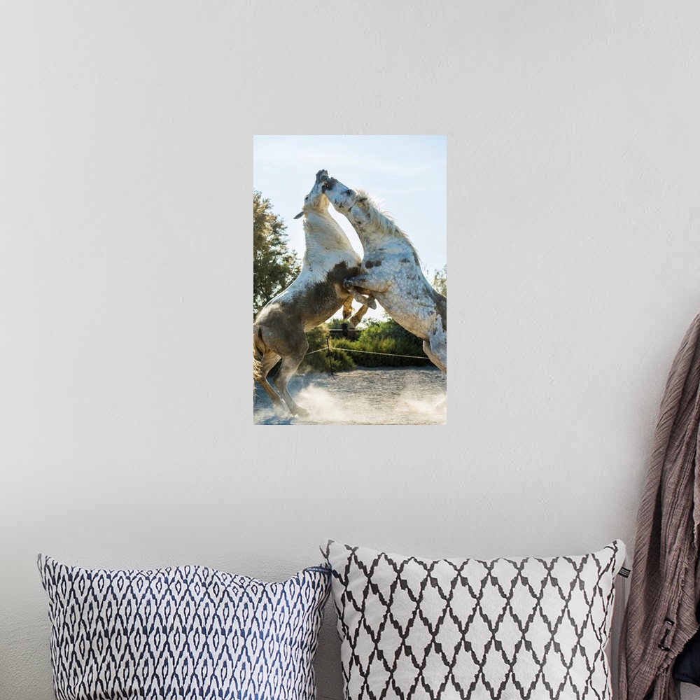 A bohemian room featuring White horse stallions fighting, The Camargue, France.