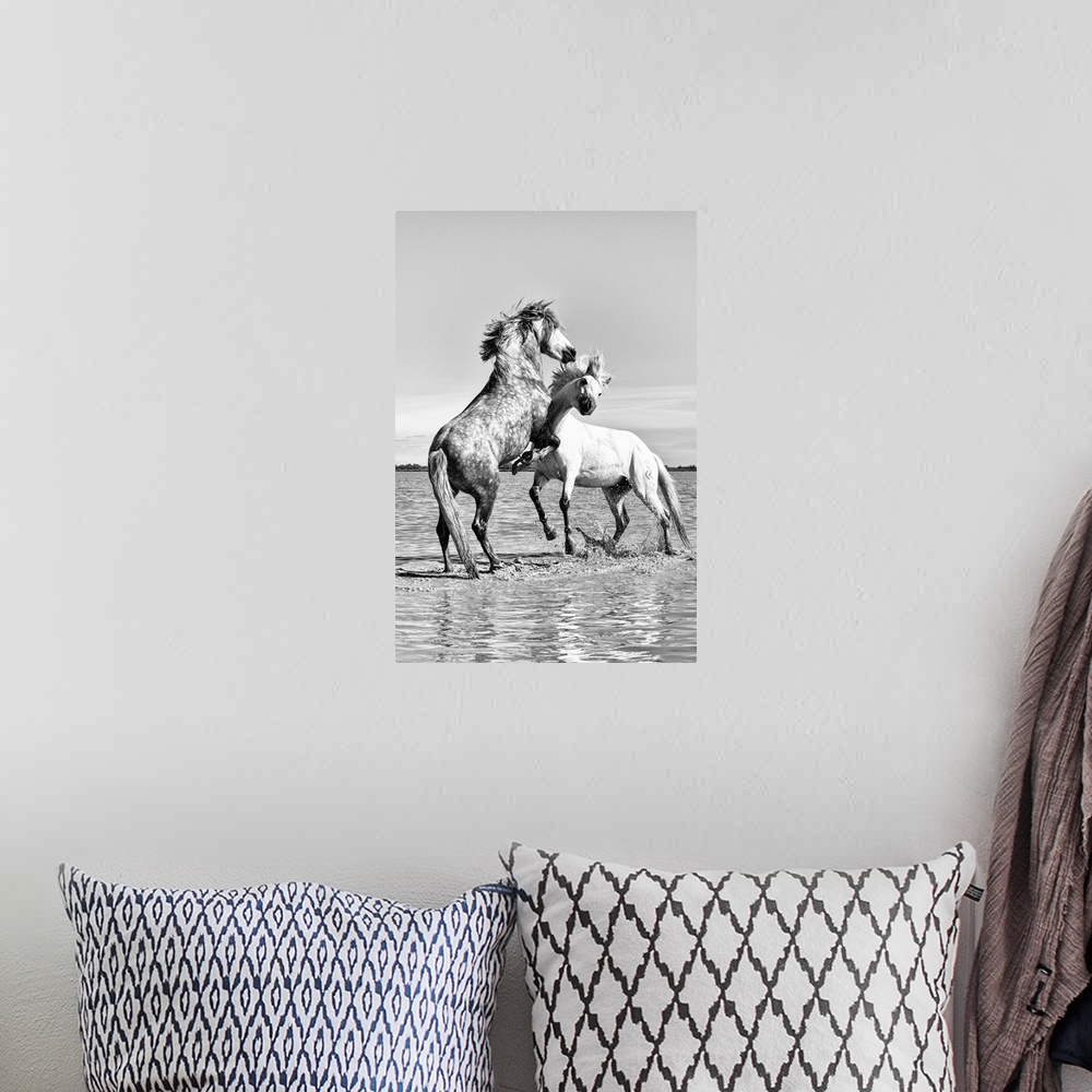 A bohemian room featuring White horses of Camargue fighting in the water, Camargue, France