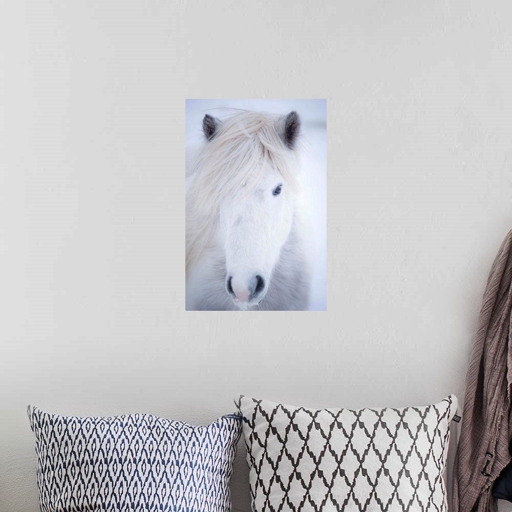 A bohemian room featuring White Icelandic Horse, Snaefellsness Peninsula, Iceland