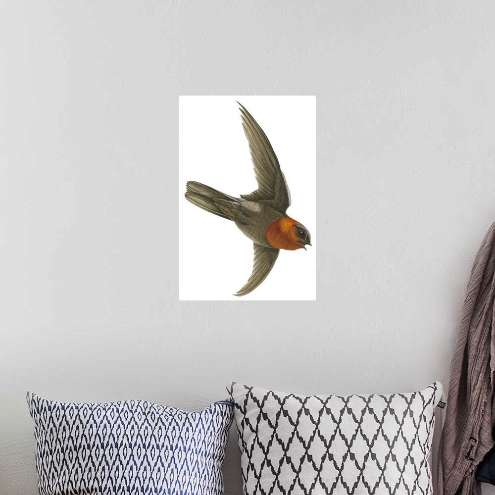 A bohemian room featuring Educational illustration of the chestnut-collared swift.