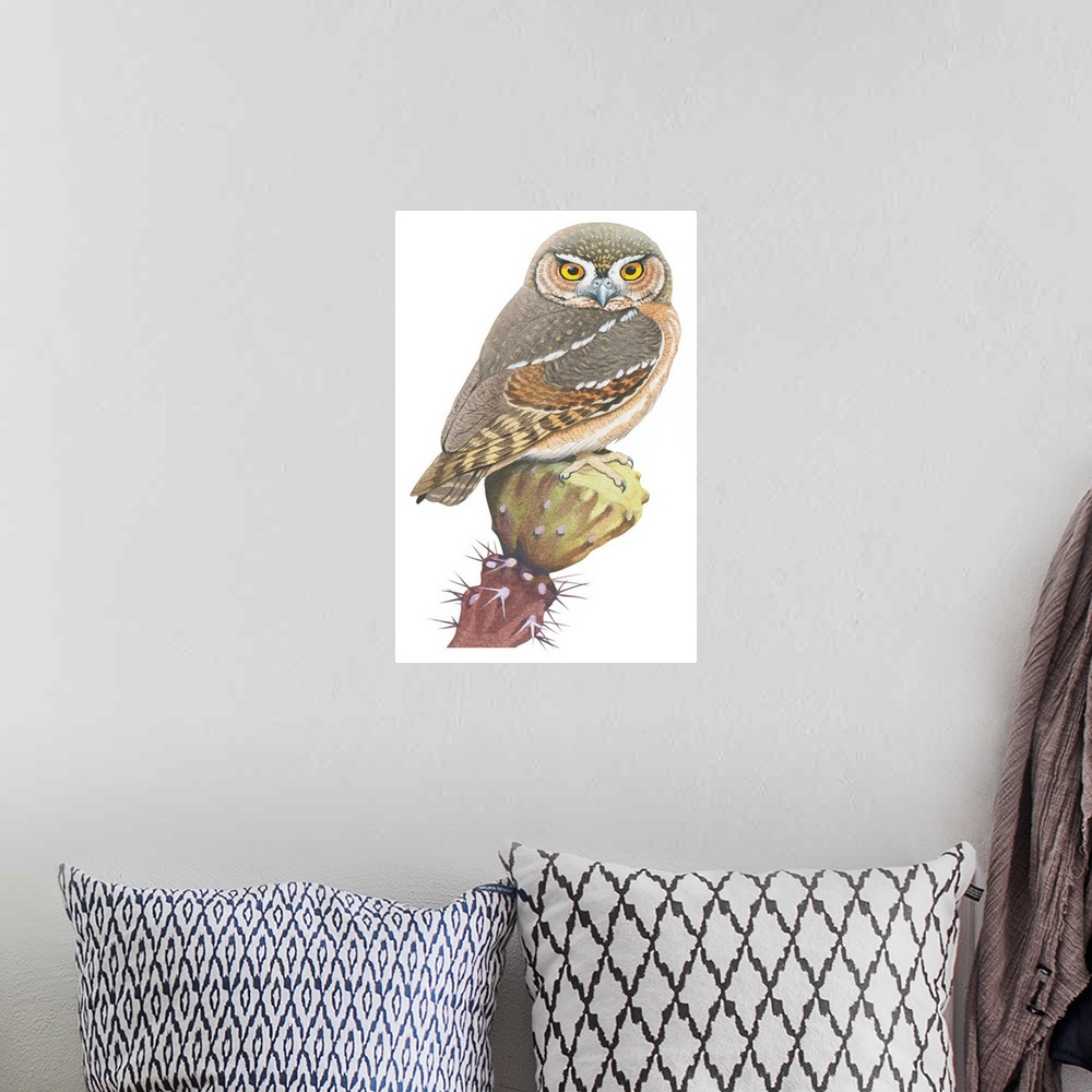 A bohemian room featuring Educational illustration of the elf owl.