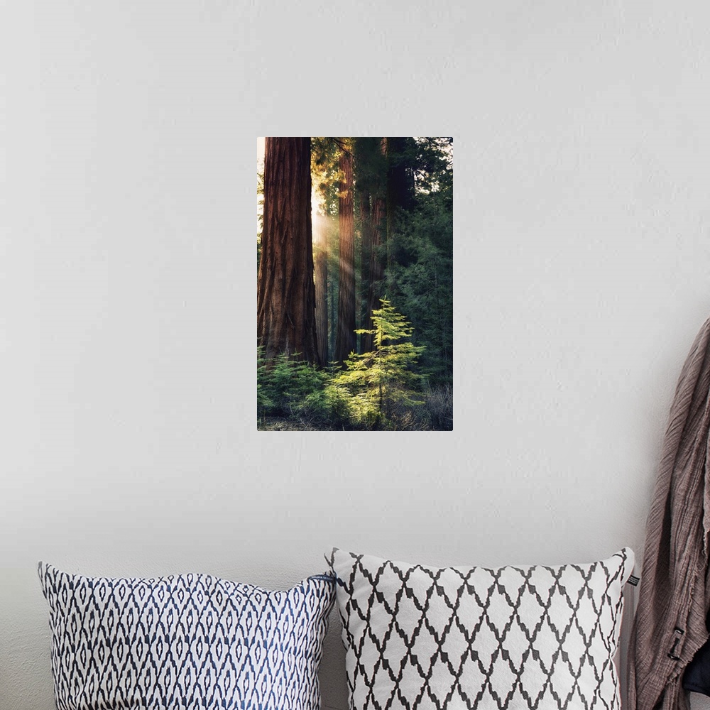 A bohemian room featuring Redwood National Park, California - Sunlit Trees