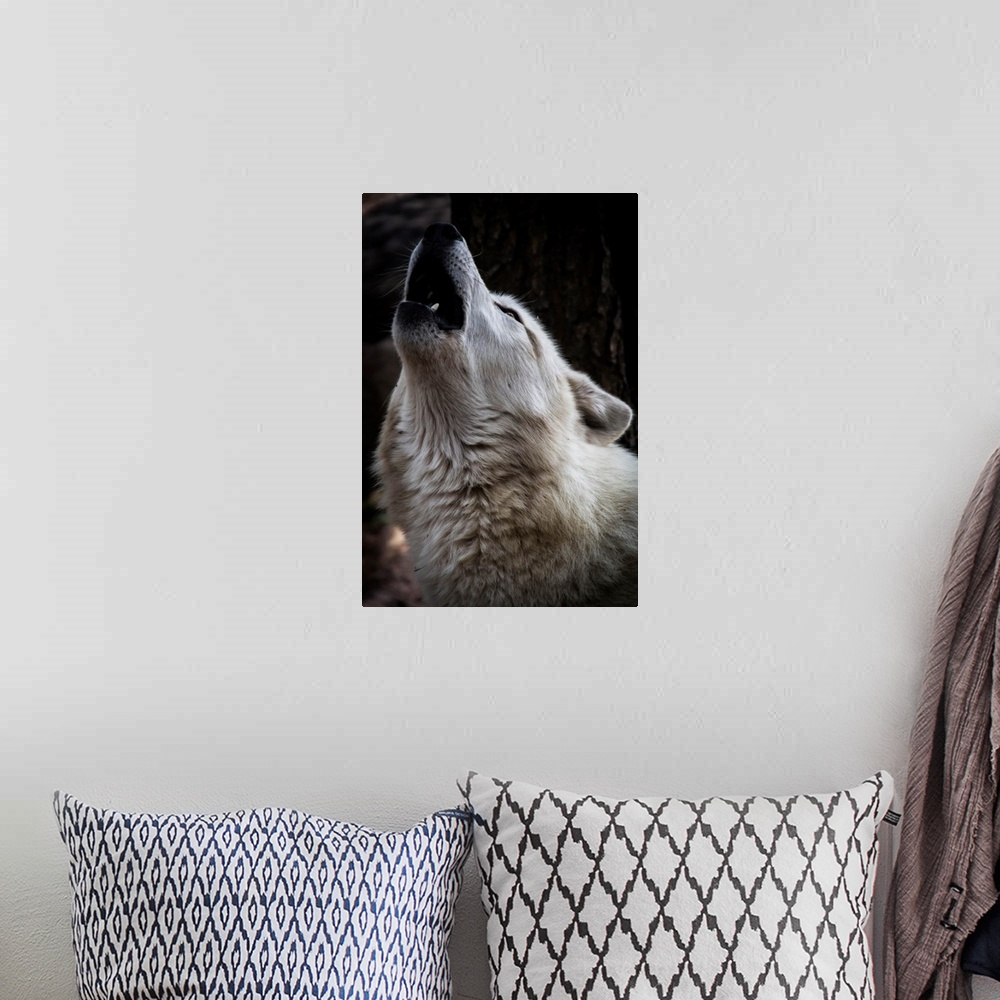 A bohemian room featuring Wolf Howling
