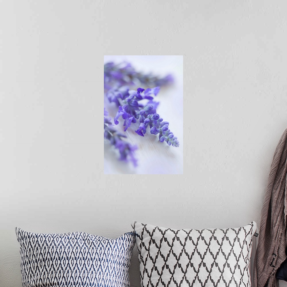 A bohemian room featuring Lavender Close-up