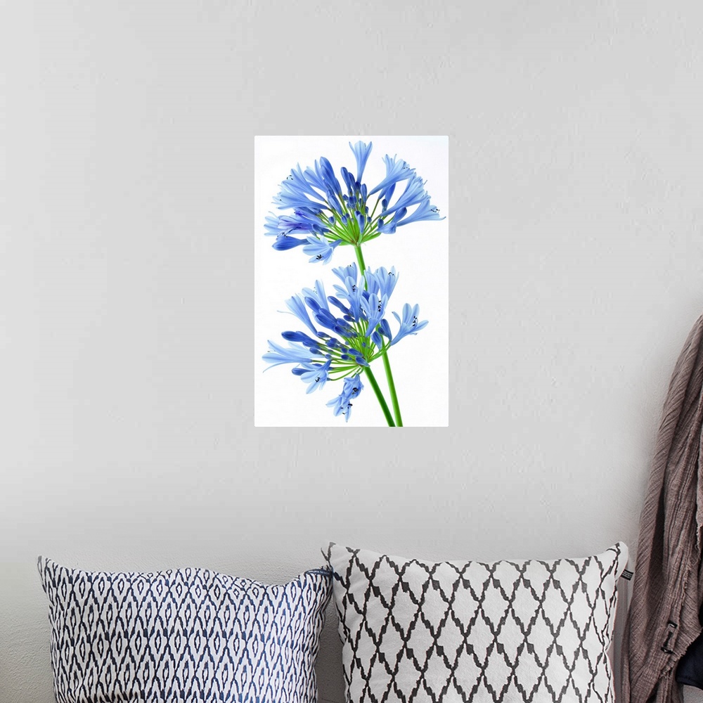 A bohemian room featuring Two Agapanthus