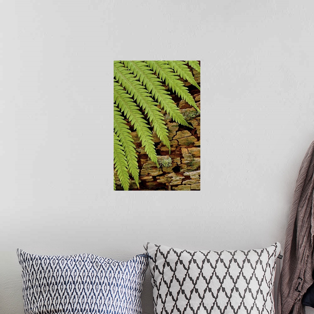 A bohemian room featuring The leaves of a fern plant are photographed resting against moss covered bark.