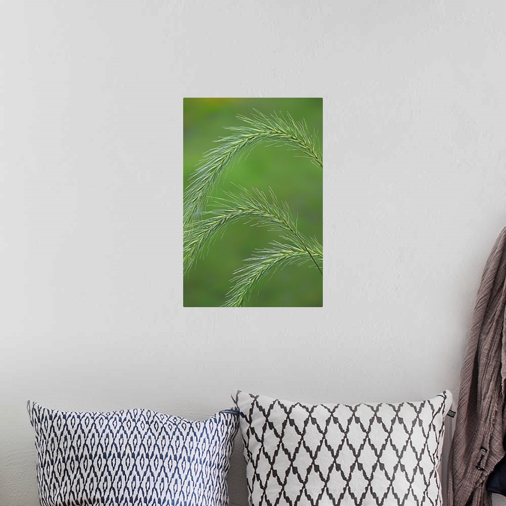 A bohemian room featuring Close-up photograph of foxtail grass.