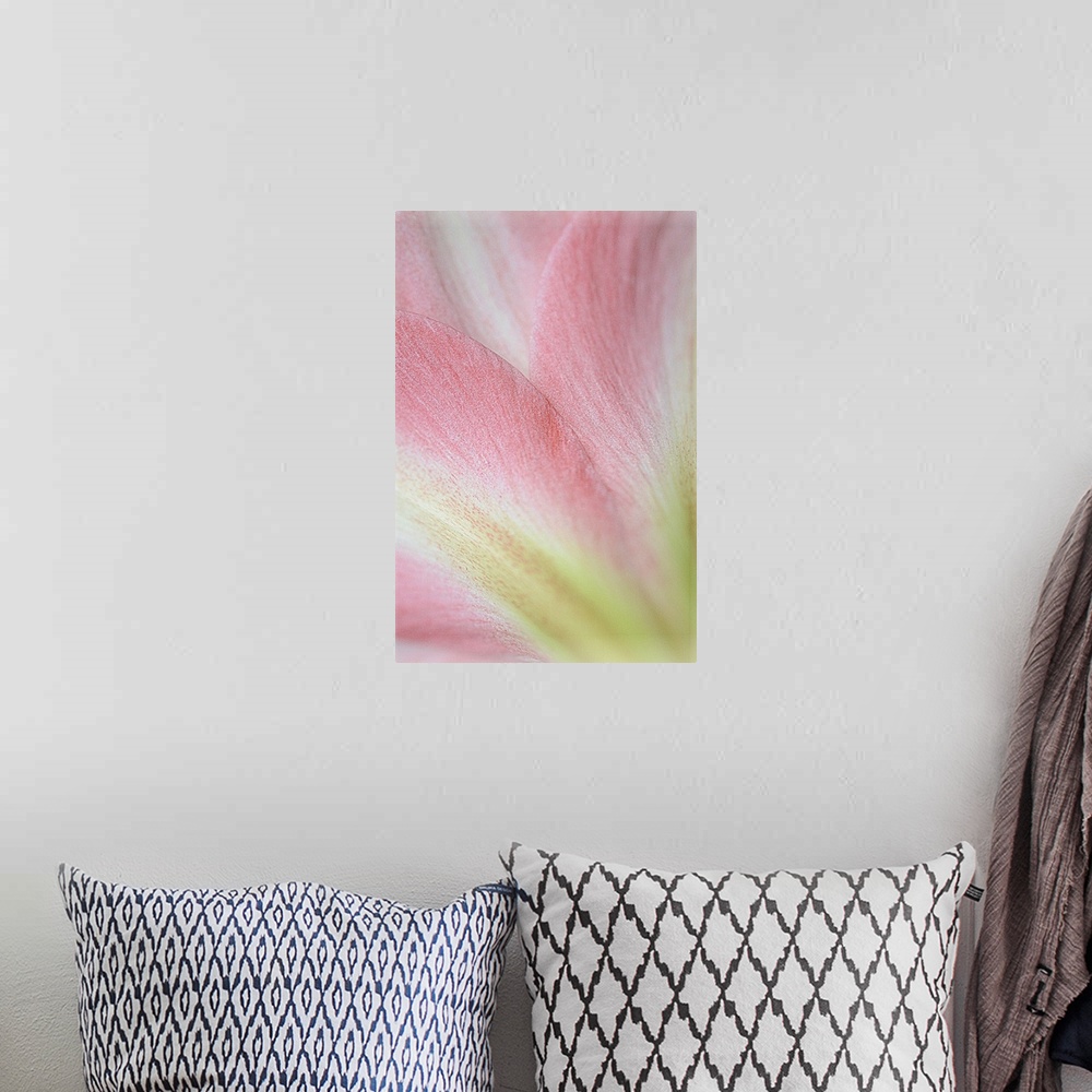 A bohemian room featuring Macro photograph of the soft pastel pink petals of a flower.