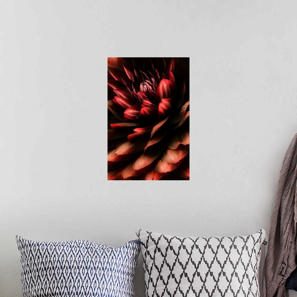 A bohemian room featuring Close-up photograph of a red dahlia flower.