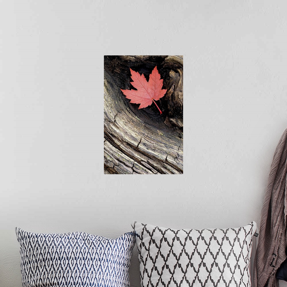 A bohemian room featuring Vertical artwork that is a close up photograph of a weathered piece of wood with a leaf tucked in...