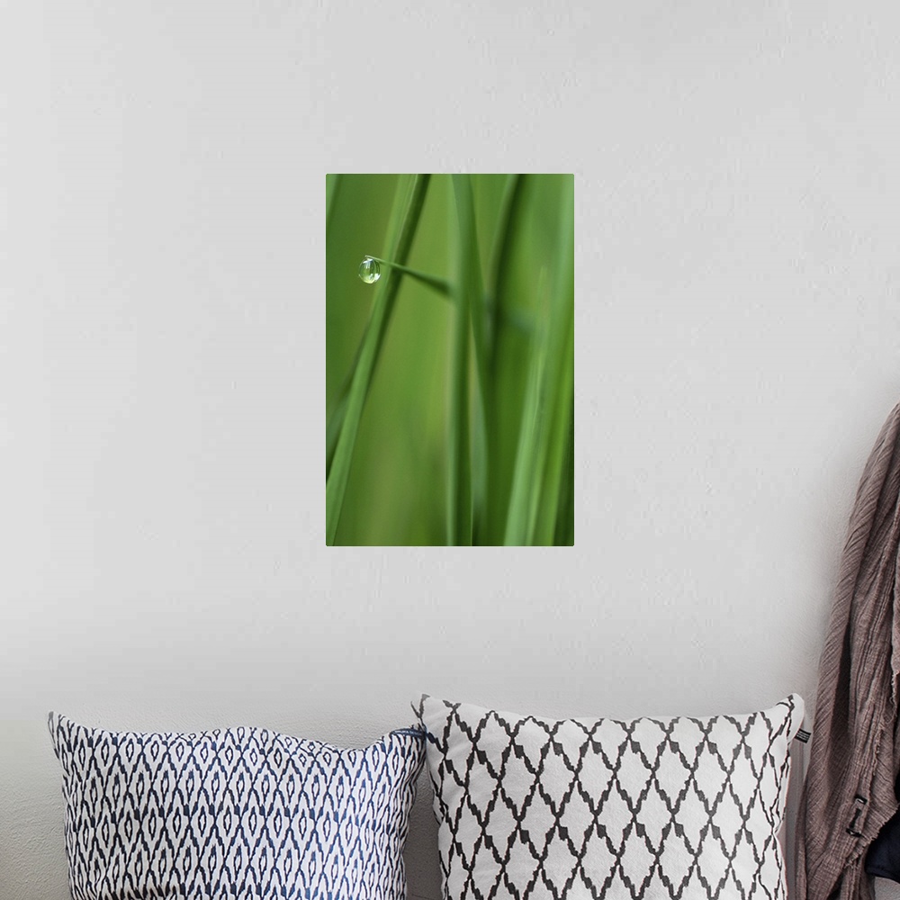A bohemian room featuring Photograph taken closely of blades of grass with a single water droplet hanging from one blade of...