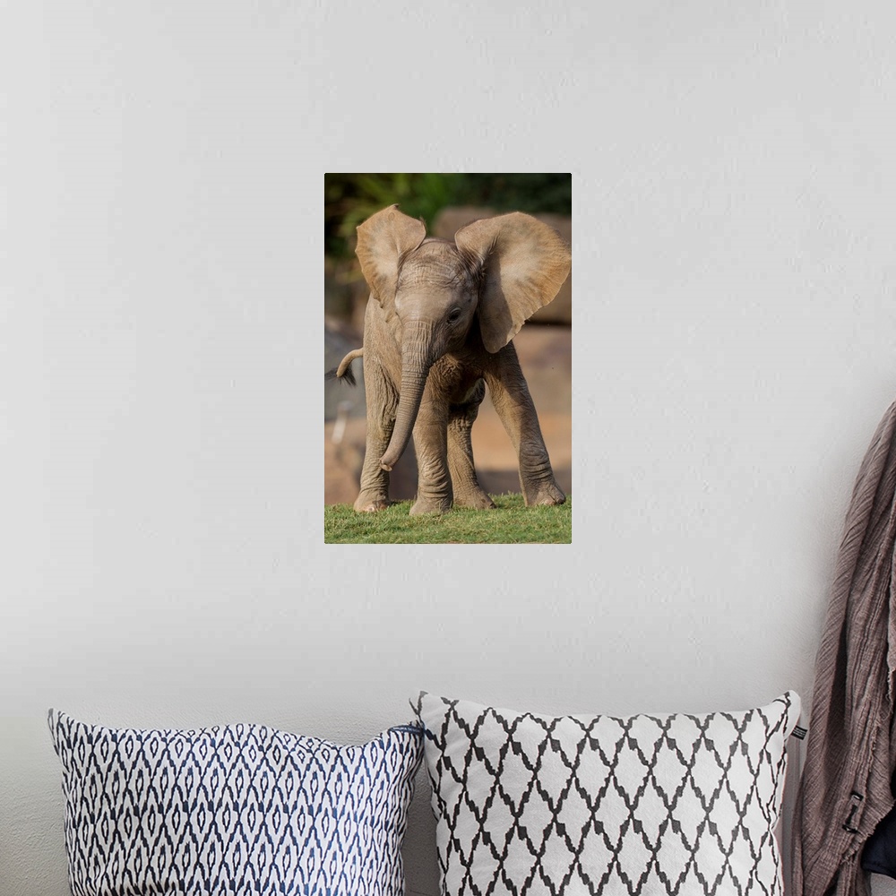A bohemian room featuring African Elephant calf displaying, native to Africa