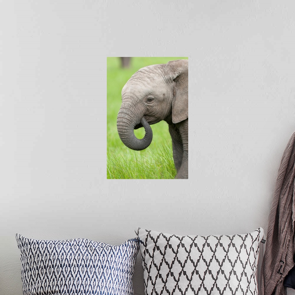 A bohemian room featuring African Elephant calf grazing, Ol Pejeta Conservancy, Kenya