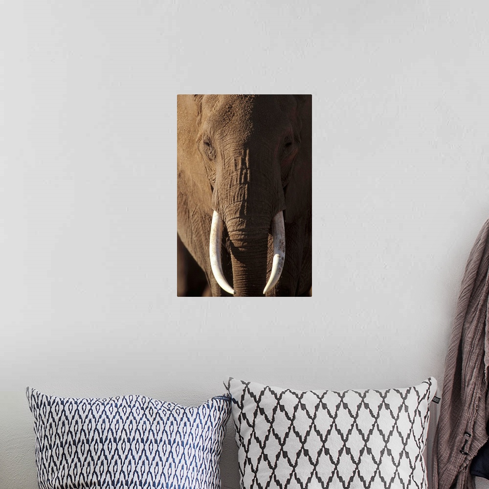 A bohemian room featuring African Elephant (Loxodonta africana) male portrait with long tusks, Kenya