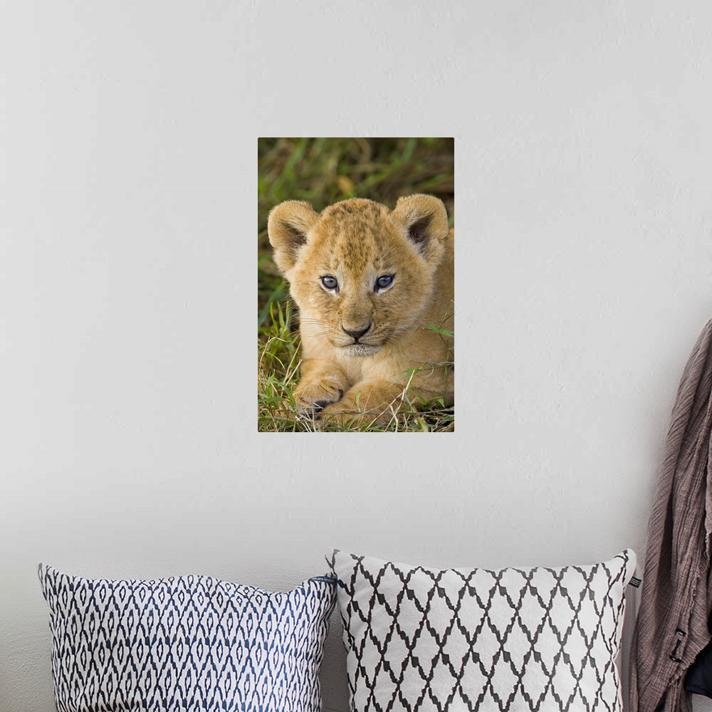 A bohemian room featuring African Lion (Panthera leo) five week old cub, vulnerable, Masai Mara National Reserve, Kenya