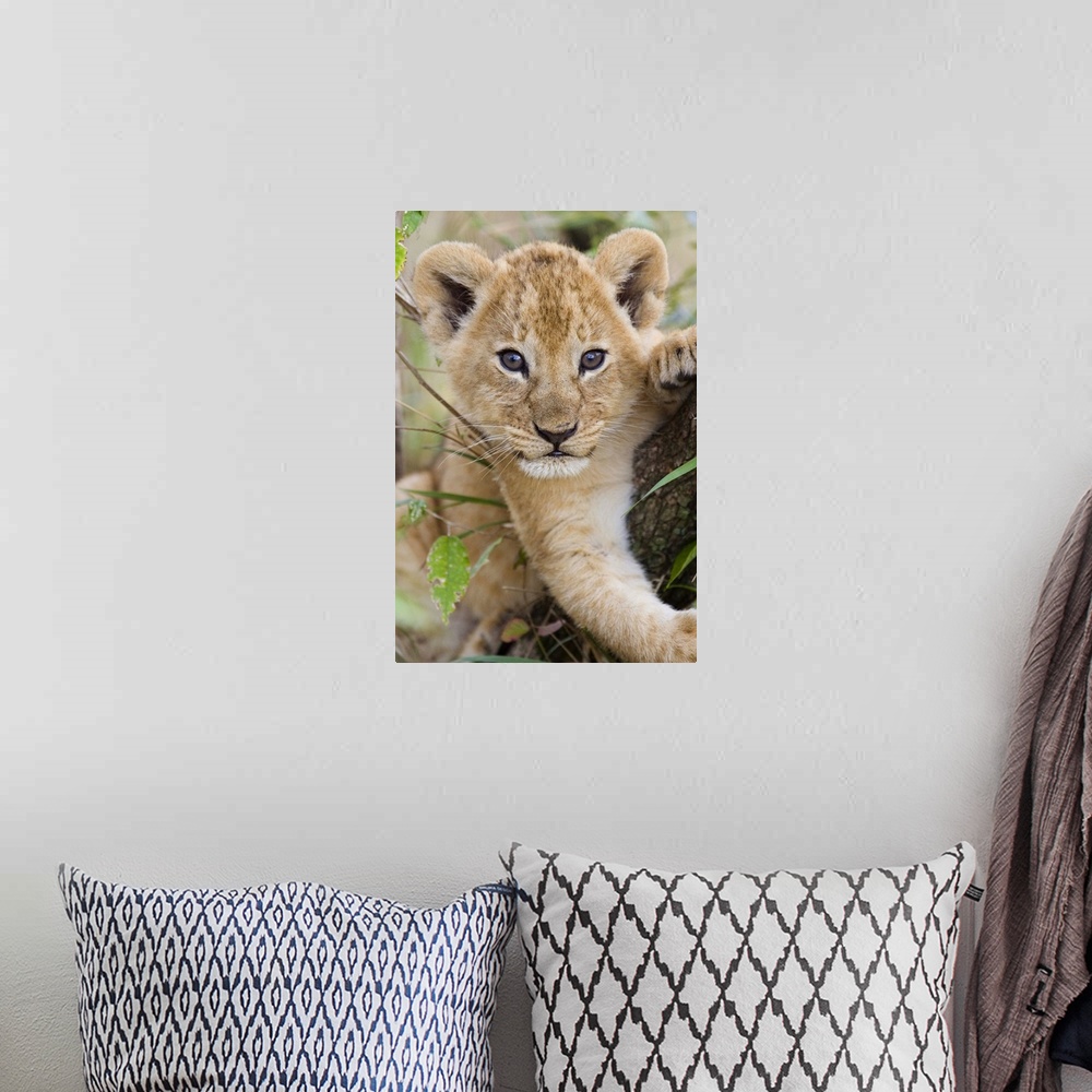 A bohemian room featuring African Lion (Panthera leo) six to seven week old cub, vulnerable, Masai Mara National Reserve, K...