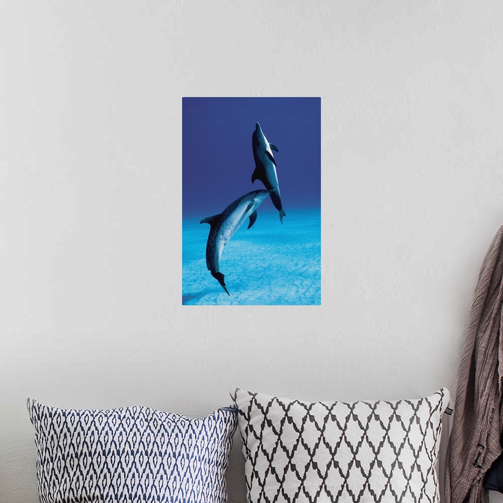 A bohemian room featuring Atlantic spotted dolphin, Stenella frontalis