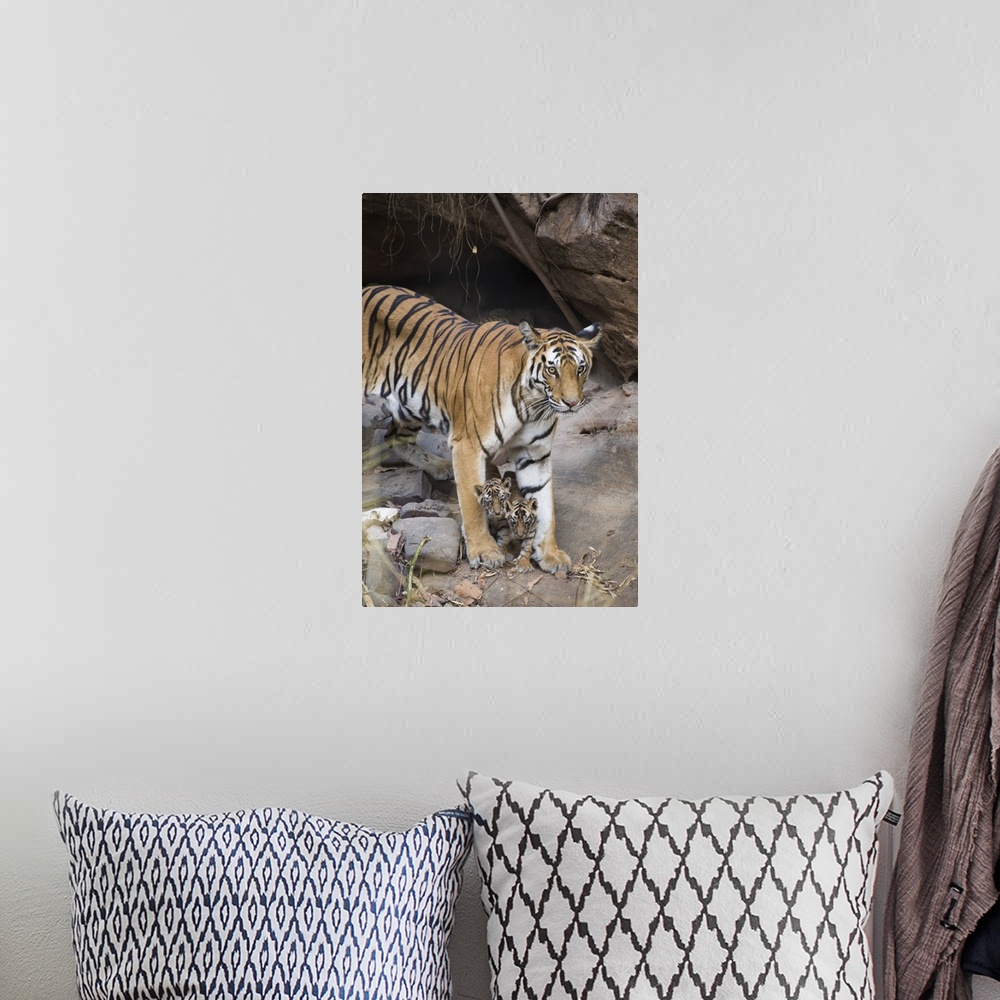 A bohemian room featuring Bengal Tiger.Panthera tigris .Mother and four week old cubs at den .Bandhavgarh National Park, In...