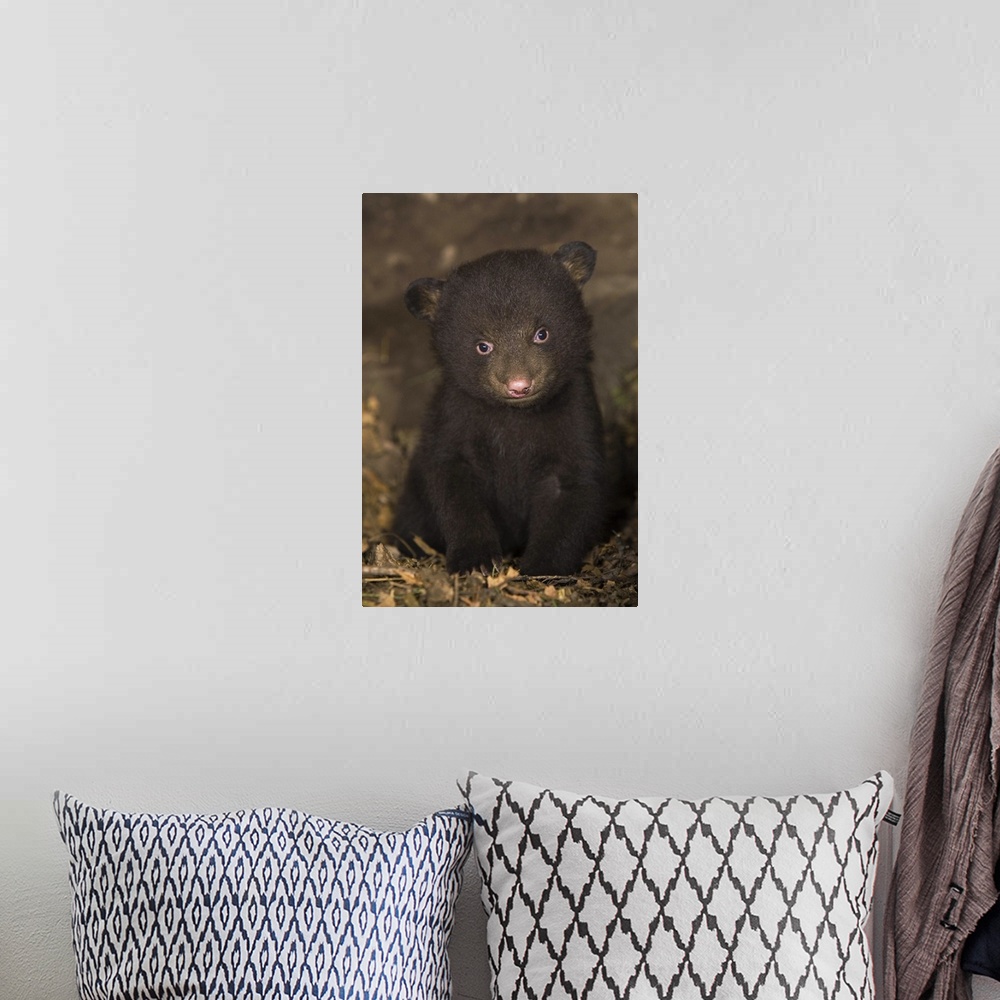 A bohemian room featuring Black BearUrsus americanus7 week old cub (brown color phase) in den*Captive