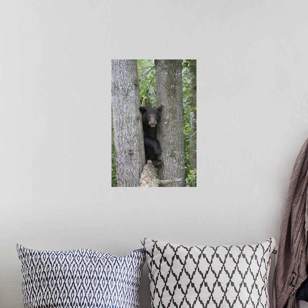 A bohemian room featuring Black Bear (Ursus americanus) juvenile male in tree, Orr, Minnesota