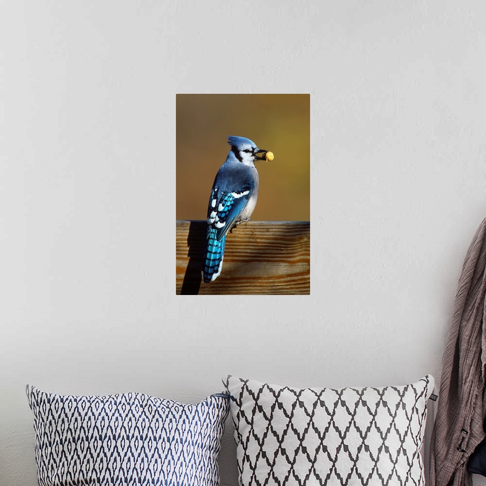 A bohemian room featuring Blue Jay carrying peanut, Long Island, New York