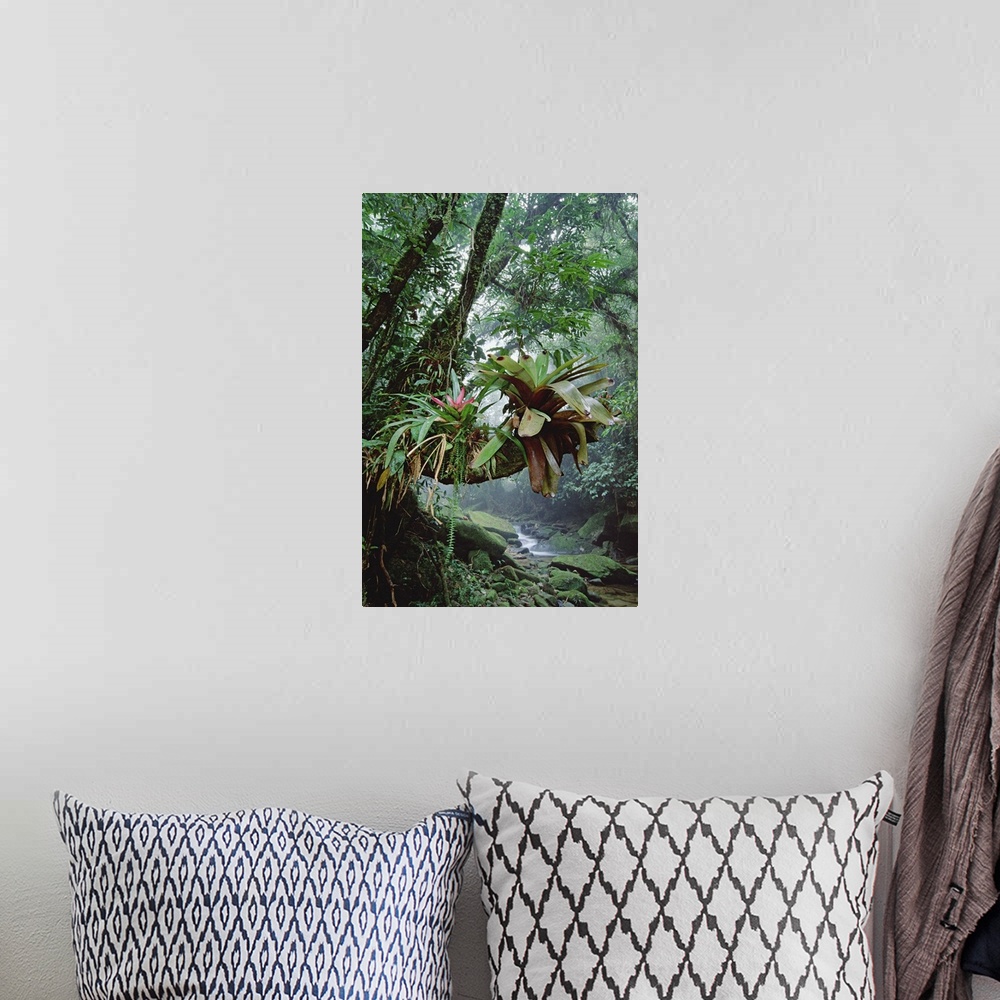 A bohemian room featuring Bromeliads growing in trees along stream in Bocaina National Park, Atlantic Forest, Brazil