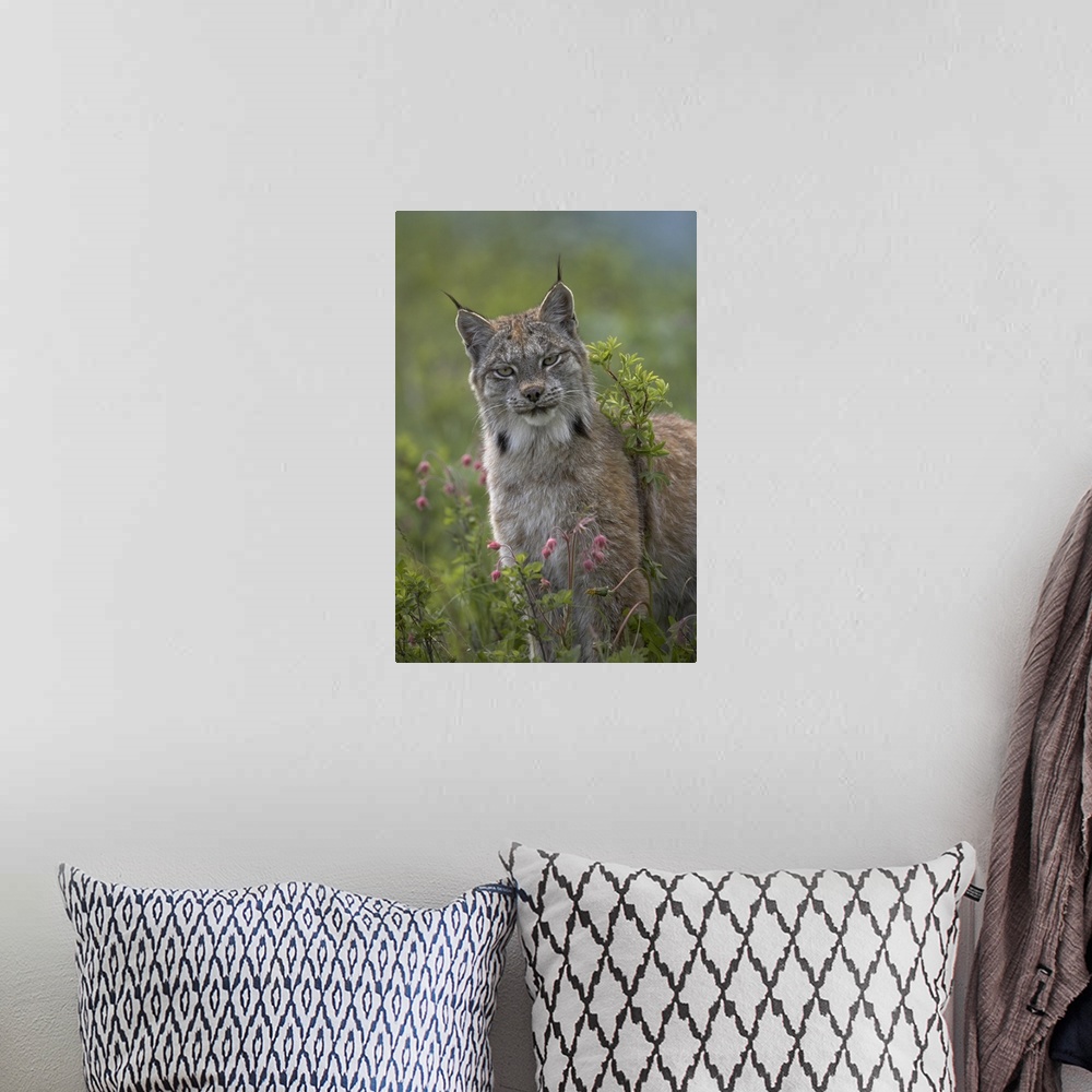 A bohemian room featuring Canada Lynx (Lynx canadensis) portrait, North America