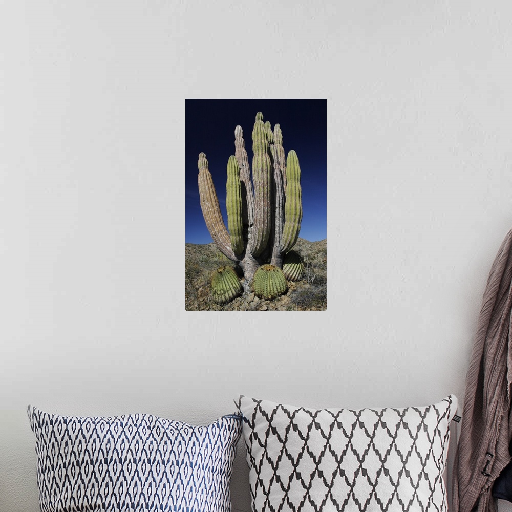 A bohemian room featuring Cardon (Pachycereus pringlei) cactus, Santa Catalina Island, Sea of Cortez, Mexico