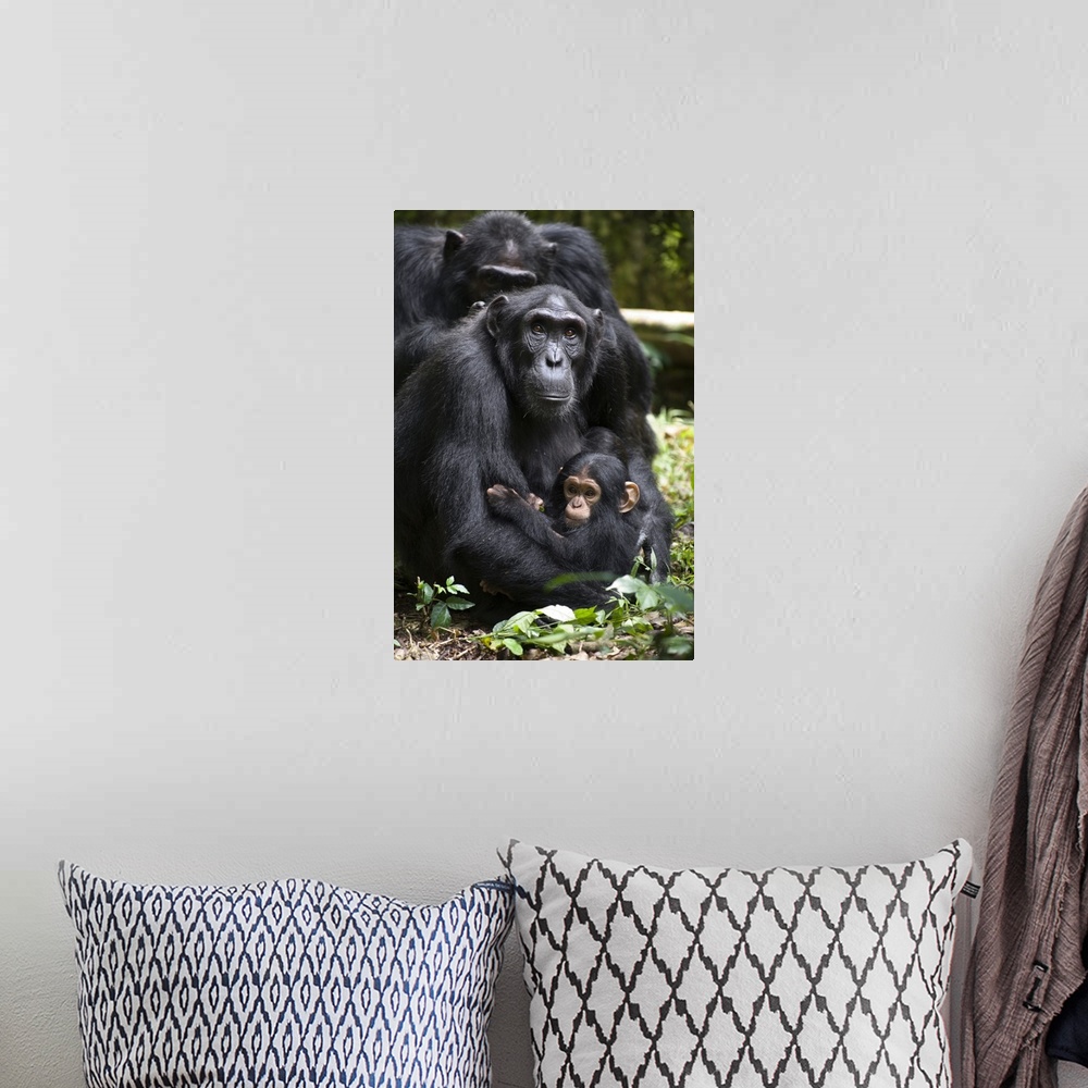 A bohemian room featuring Chimpanzee mother with six month old infant, western Uganda