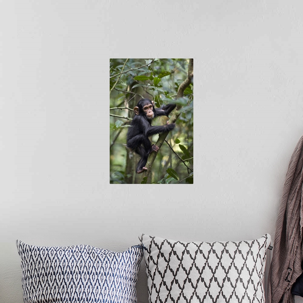 A bohemian room featuring Chimpanzee one and a half year old infant playing in tree, western Uganda