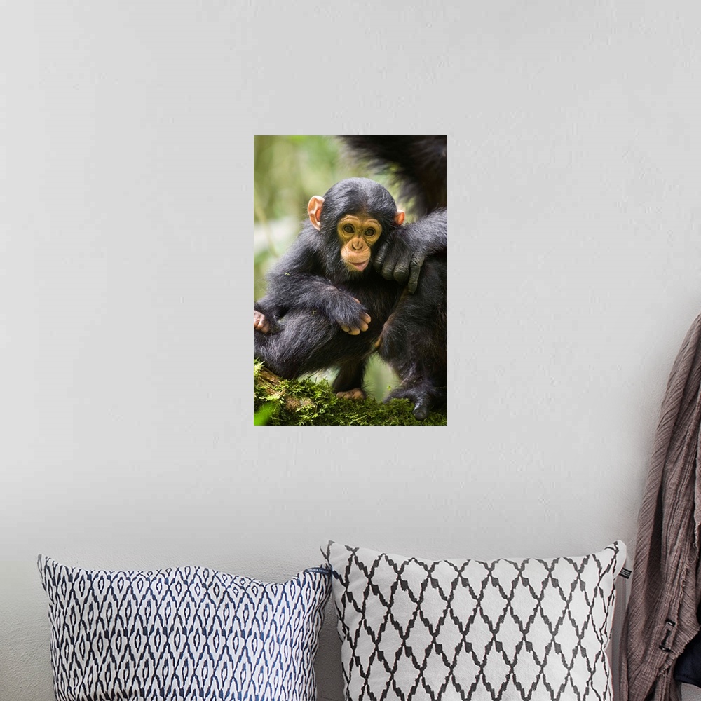A bohemian room featuring Chimpanzee six month old infant, western Uganda